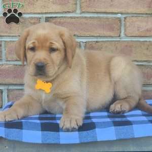 Goldie, Fox Red Labrador Retriever Puppy
