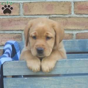 Goldie, Fox Red Labrador Retriever Puppy