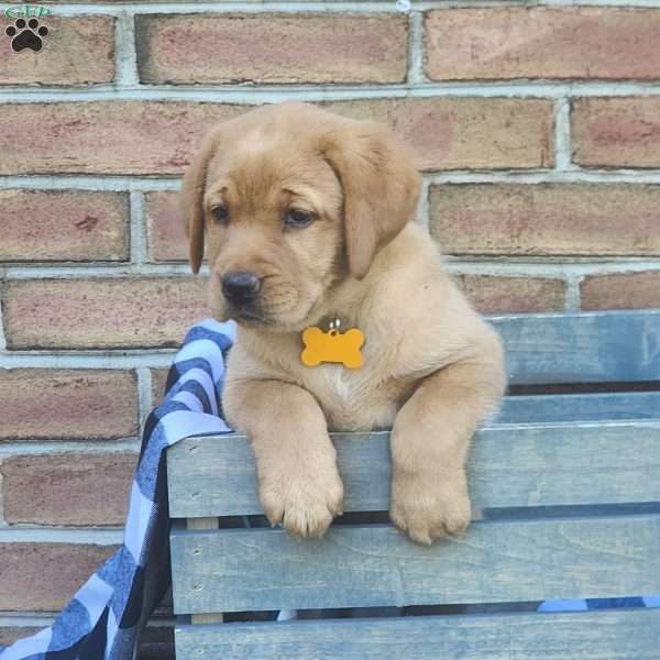 Goldie, Fox Red Labrador Retriever Puppy