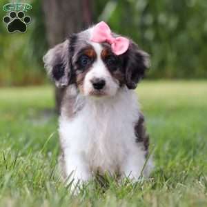 Grace, Cavapoo Puppy
