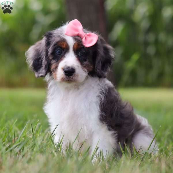Grace, Cavapoo Puppy