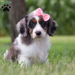 Grace, Cavapoo Puppy