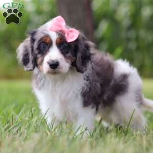 Grace, Cavapoo Puppy