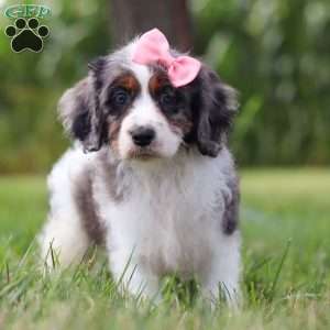 Grace, Cavapoo Puppy