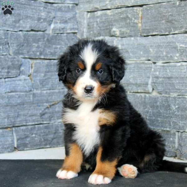 Grace, Bernese Mountain Dog Puppy