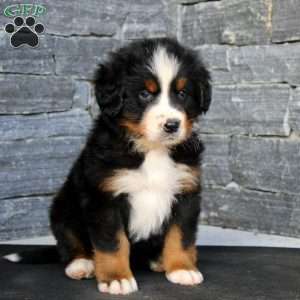 Grace, Bernese Mountain Dog Puppy