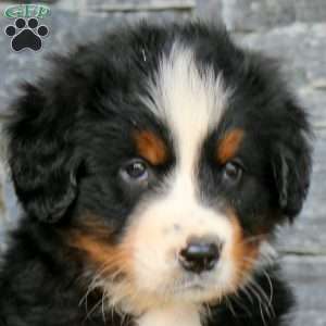 Grace, Bernese Mountain Dog Puppy
