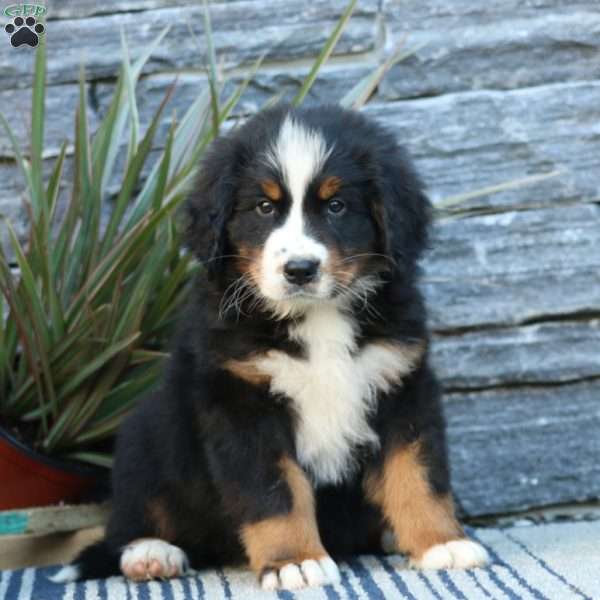 Grace, Bernese Mountain Dog Puppy