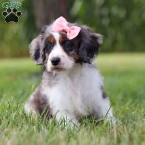 Grace, Cavapoo Puppy