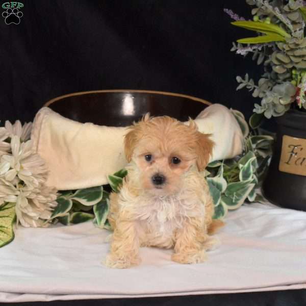 Gracie, Maltipoo Puppy