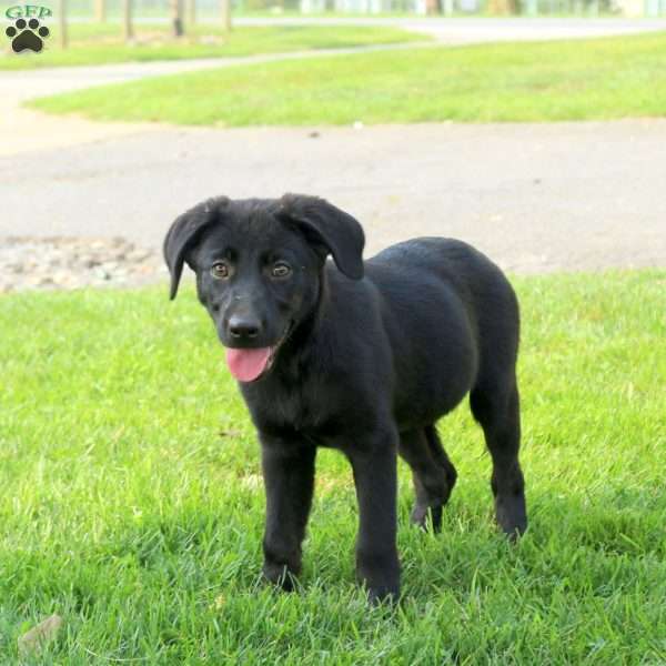 Gracie, Labrador Mix Puppy