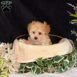 Gracie, Maltipoo Puppy