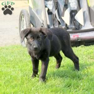 Gracie, Labrador Mix Puppy