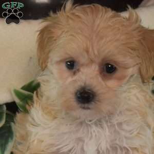 Gracie, Maltipoo Puppy