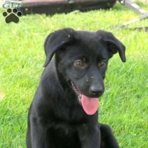 Gracie, Labrador Mix Puppy