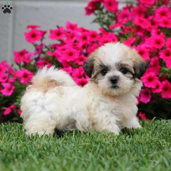 Gracie, Teddy Bear Puppy