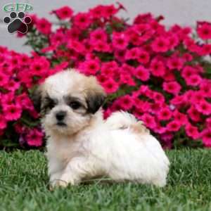 Gracie, Teddy Bear Puppy