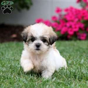 Gracie, Teddy Bear Puppy
