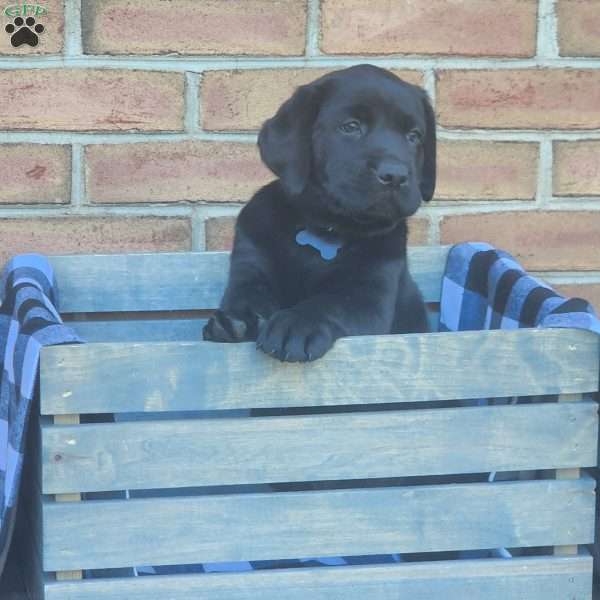 Gracie, Black Labrador Retriever Puppy