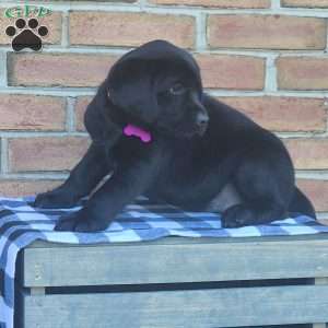 Gracie, Black Labrador Retriever Puppy