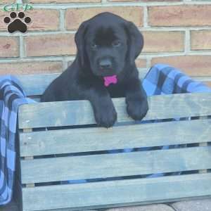 Gracie, Black Labrador Retriever Puppy