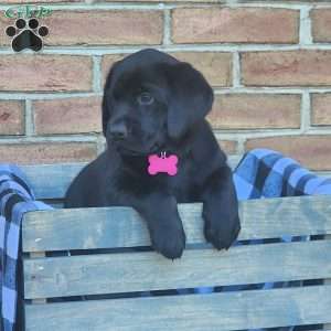 Gracie, Black Labrador Retriever Puppy