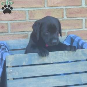 Gracie, Black Labrador Retriever Puppy