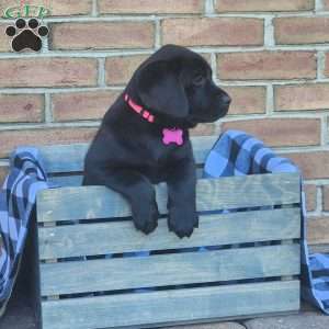 Gracie, Black Labrador Retriever Puppy