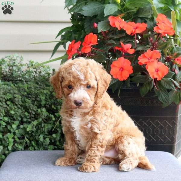 Grady, Bich-Poo Puppy