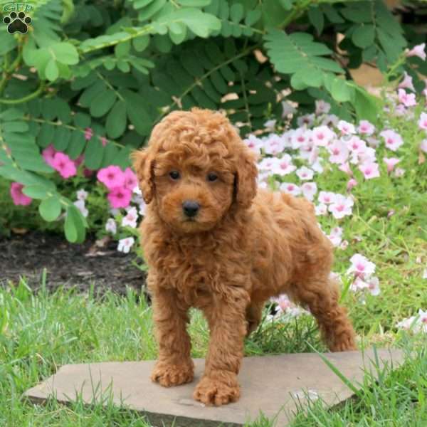 Grady, Toy Poodle Puppy