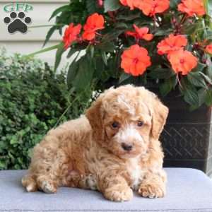 Grady, Bich-Poo Puppy