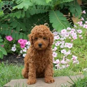 Grady, Toy Poodle Puppy