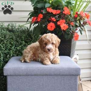 Grady, Bich-Poo Puppy