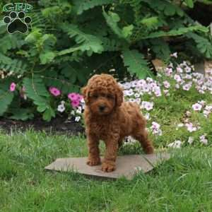 Grady, Toy Poodle Puppy