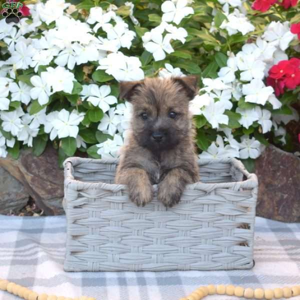 Graham, Cairn Terrier Puppy