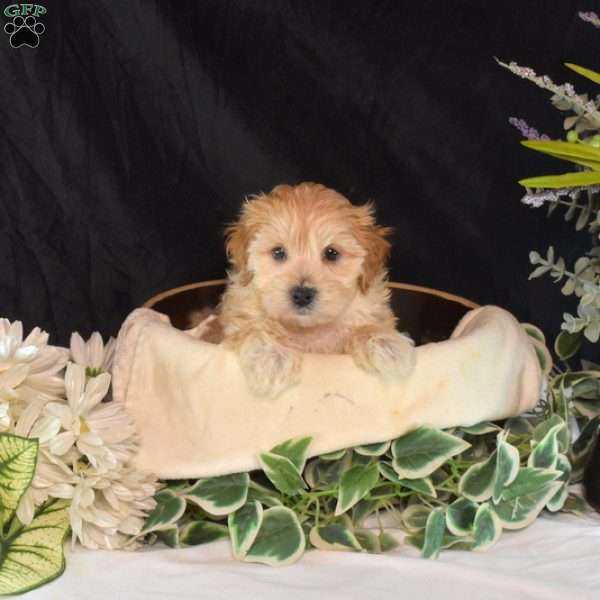 Graham, Maltipoo Puppy