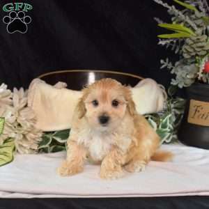 Graham, Maltipoo Puppy