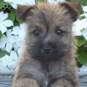 Graham, Cairn Terrier Puppy