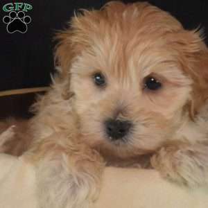 Graham, Maltipoo Puppy