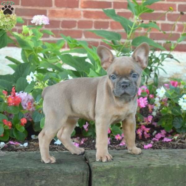 Granola, French Bulldog Puppy