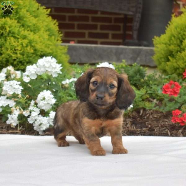 Granola-Mini, Dachshund Puppy
