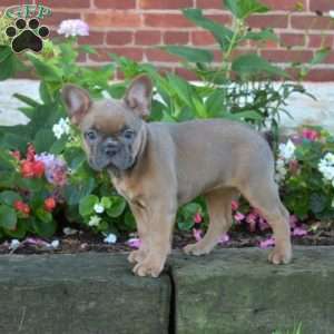 Granola, French Bulldog Puppy