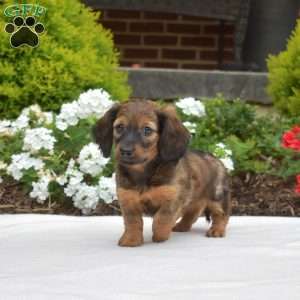 Granola-Mini, Dachshund Puppy