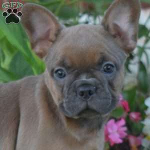 Granola, French Bulldog Puppy
