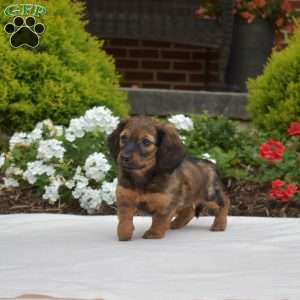 Granola-Mini, Dachshund Puppy