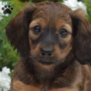 Granola-Mini, Dachshund Puppy