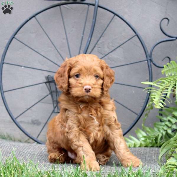 Grant, Cockapoo Puppy