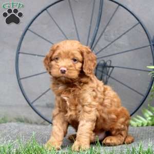 Grant, Cockapoo Puppy