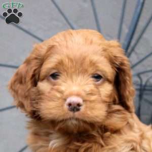 Grant, Cockapoo Puppy