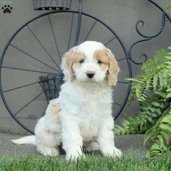 Grayson, Cockapoo Puppy
